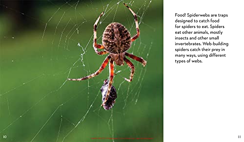 Next Time You See a Spiderweb