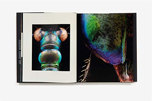 Microsculpture: Portraits of Insects