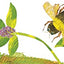 The Very Quiet Cricket Board Book by Carle, Eric