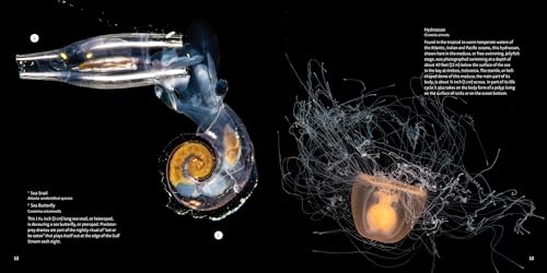 Strange Sea Creatures