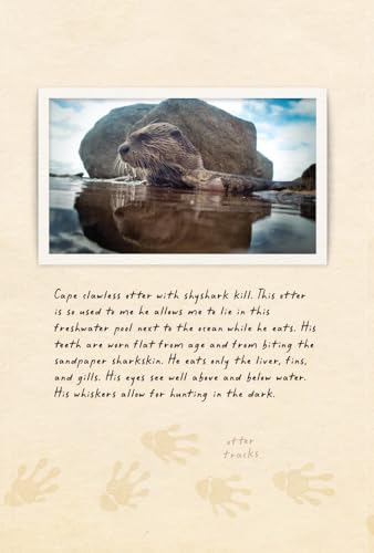 Amphibious Soul: Finding the Wild in a Tame World-A Memoir of Nature's Healing Power