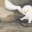 Orris and Timble: The Beginning