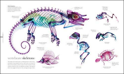 Zoology: Inside the Secret World of Animals (DK Secret World