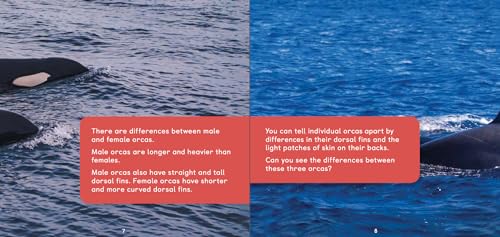 All about Orcas: English Edition (Nunavummi Reading Series)