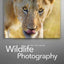 Wildlife Photography: On Safari with your DSLR: Equipment, Techniques, Workflow