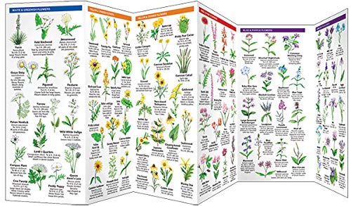 Oklahoma Trees and Wildflowers : An Introduction to Familiar Species (Pocket Naturalist - Waterford Press) (Wildlife and Nature Identification)