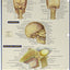 Brain (Quick Study Academic)