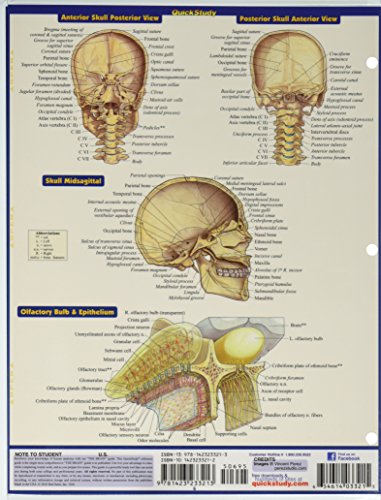 Brain (Quick Study Academic)