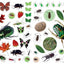 Eyelike Stickers: Bugs