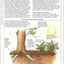 American Horticultural Society Pests and Diseases: The Complete Guide to Preventing, Identifying and Treating Plant Problems