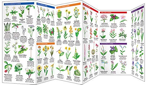 New Jersey Trees & Wildflowers: A Folding Pocket Guide to Familiar Plants (Wildlife and Nature Identification)