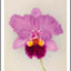 RHS Orchids