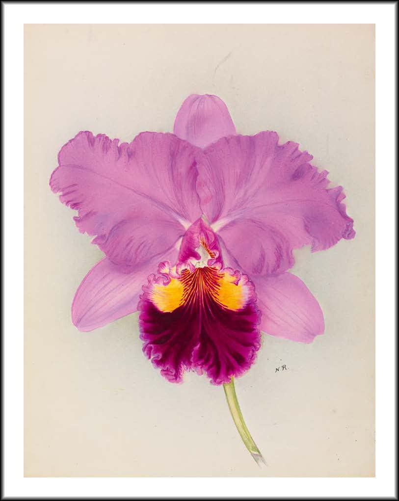RHS Orchids