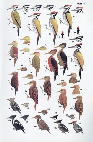 A Guide to the Birds of Southeast Asia