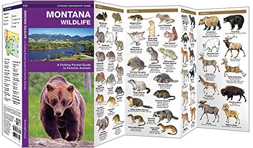 Montana Wildlife: A Folding Pocket Guide to Familiar Animals (Wildlife and Nature Identification)