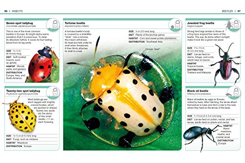 Pocket Genius Bugs: Facts at Your Fingertips