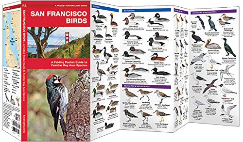 San Francisco Birds: A Folding Pocket Guide to Familiar Bay Area Species (Wildlife and Nature Identification)