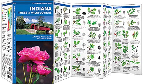 Indiana Trees & Wildflowers: A Folding Pocket Guide to Familiar Plants (Wildlife and Nature Identification)