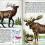 Mammals: A Fully Illustrated, Authoritative and Easy-to-Use Guide (A Golden Guide from St. Martin's Press)