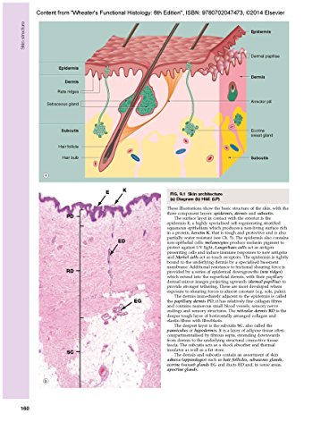 Wheater's Functional Histology: A Text and Colour Atlas (FUNCTIONAL HISTOLOGY (WHEATER'S))