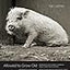 Allowed to Grow Old: Portraits of Elderly Animals from Farm Sanctuaries