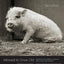Allowed to Grow Old: Portraits of Elderly Animals from Farm Sanctuaries