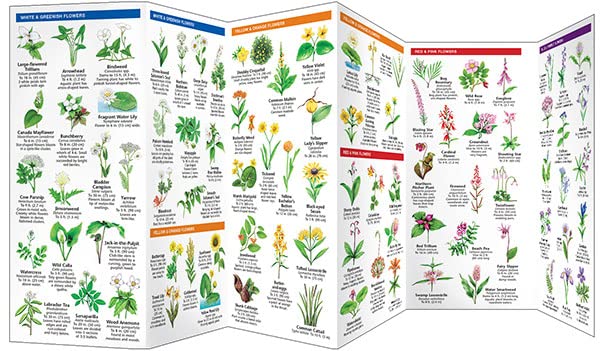 Great Lakes Trees & Wildflowers: A Folding Pocket Guide to Familiar Plants (Nature Observation North America)