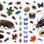 Eyelike Stickers: Bugs