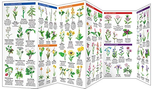 Vermont Trees & Wildflowers: A Folding Pocket Guide to Familiar Plants (Wildlife and Nature Identification)