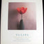 Tulipa: A Photographer's Botanical