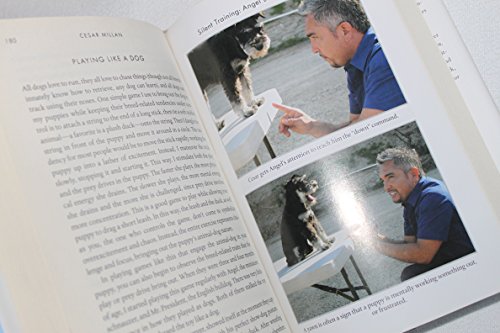 How to Raise the Perfect Dog: Through Puppyhood and Beyond