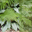 Planting the Dry Shade Garden: The Best Plants for the Toughest Spot in Your Garden
