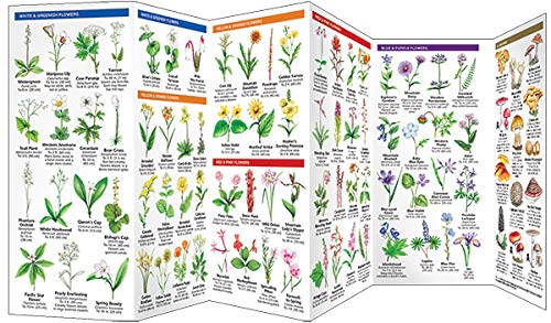 Sierra Nevada Trees & Wildflowers: A Folding Pocket Guide to Familiar Plants of the Montane Forest Region (Wildlife and Nature Identification)