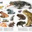 The Animal Book: A Visual Encyclopedia of Life on Earth (DK