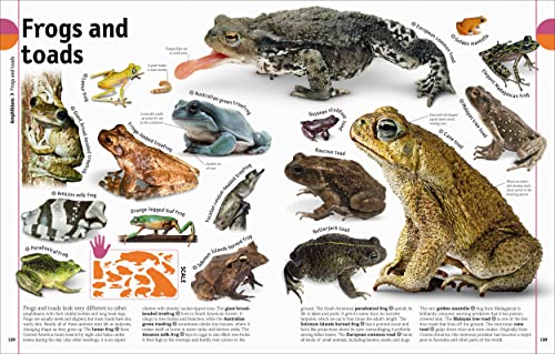 The Animal Book: A Visual Encyclopedia of Life on Earth (DK