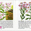 Wildflowers: A Fully Illustrated, Authoritative and Easy-to-Use Guide (A Golden Guide from St. Martin's Press)