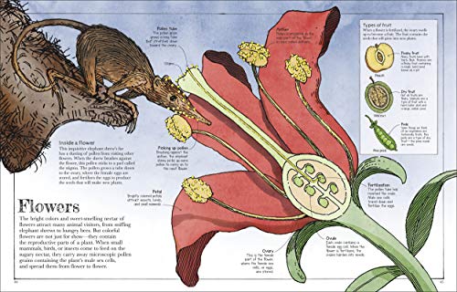 Mammoth Science: The Big Ideas That Explain Our World (DK)