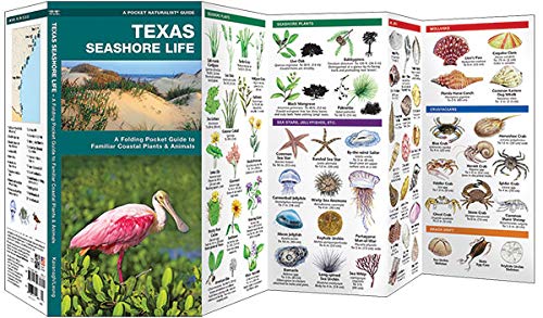 Texas Seashore Life: A Folding Pocket Guide to Familiar Coastal Plants & Animals (A Pocket Naturalist Guide)