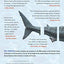 The $12 Million Stuffed Shark: The Curious Economics of Contemporary Art