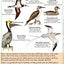 Peru Birds (Laminated Foldout Pocket Field Guide) (English and Spanish Edition)