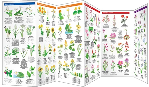 California Trees & Wildflowers: A Folding Pocket Guide to Familiar Plants (Wildlife and Nature Identification)