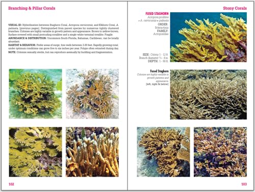 Reef Coral Identification: Florida, Caribbean, Bahamas 3rd Edition (Reef Set (New World))