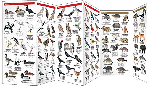 Georgia Wildlife: A Folding Pocket Guide to Familiar Animals (Wildlife and Nature Identification)