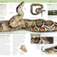 Nature Guide: Snakes and Other Reptiles and Amphibians: The World in Your Hands (DK Nature Guides)