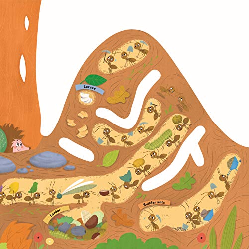 Discovering the Active World of the Anthill (Happy Fox Books) Board Book Teaches Kids Ages 3-6 about Ants, Digging More Deeply into a Hill with Every Page Turn - Fun Facts, Vocabulary Words, and More