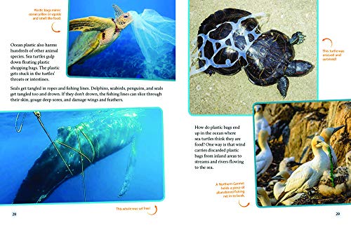 Plastic Sea: A Bird's-Eye View