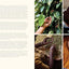 The Diaspora Spice Co. Cookbook: Seasonal Home Cooking from South Asia's Best Spice Farms - 85 Recipes with Culinary Stories from Regenerative Farms