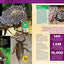 Ripley's Believe It Or Not! Mind Blown (17) (ANNUAL)