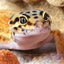 The Leopard Gecko Manual, 2nd Edition (CompanionHouse Books) Informative Guide to Care, Diet, Habitat, Breeding, Raising Hatchlings, Recognizing Diseases & Health Issues, Shedding, Tail Loss, and More