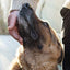 The Midnight Dog Walkers: Positive Training and Practical Advice for Living with Reactive and Aggressive Dogs (CompanionHouse Books) Help Your Dog Recover from Fear and Anxiety, and Enjoy Walks Calmly